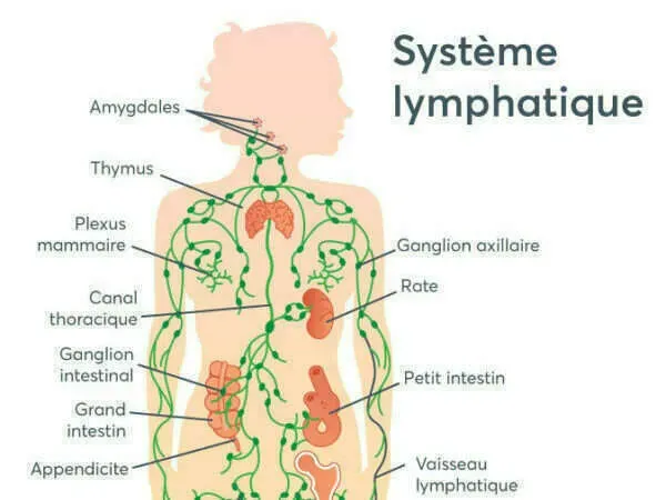 A quoi sert le système lymphatique ?