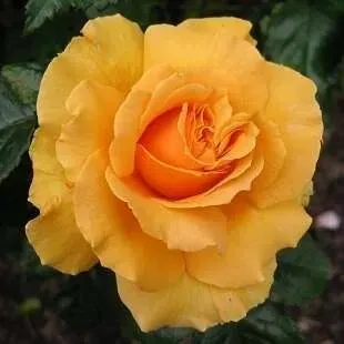 rose_jaune